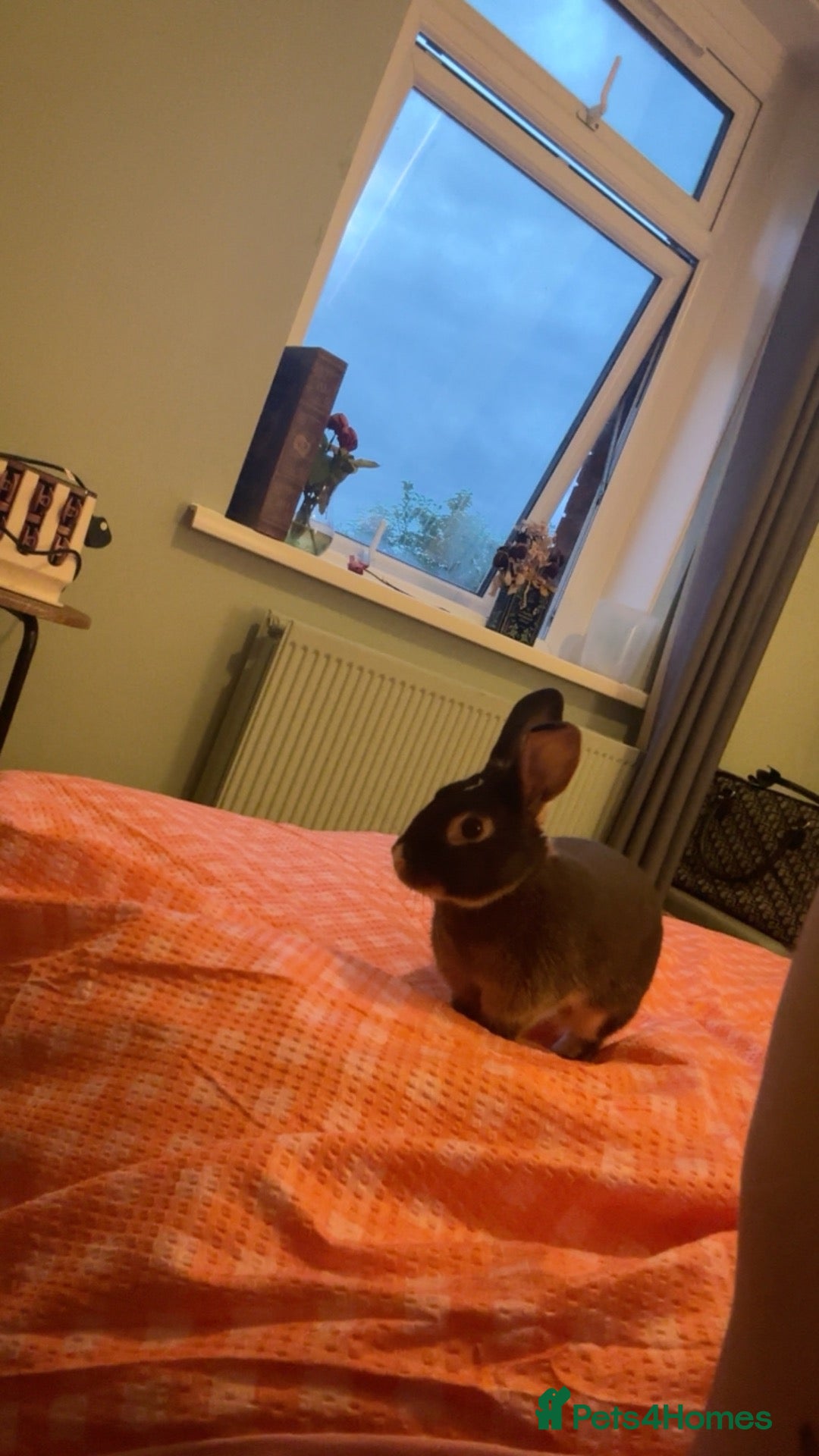 Mixed Breed rabbits Reggie the rabbit  - Advert 3