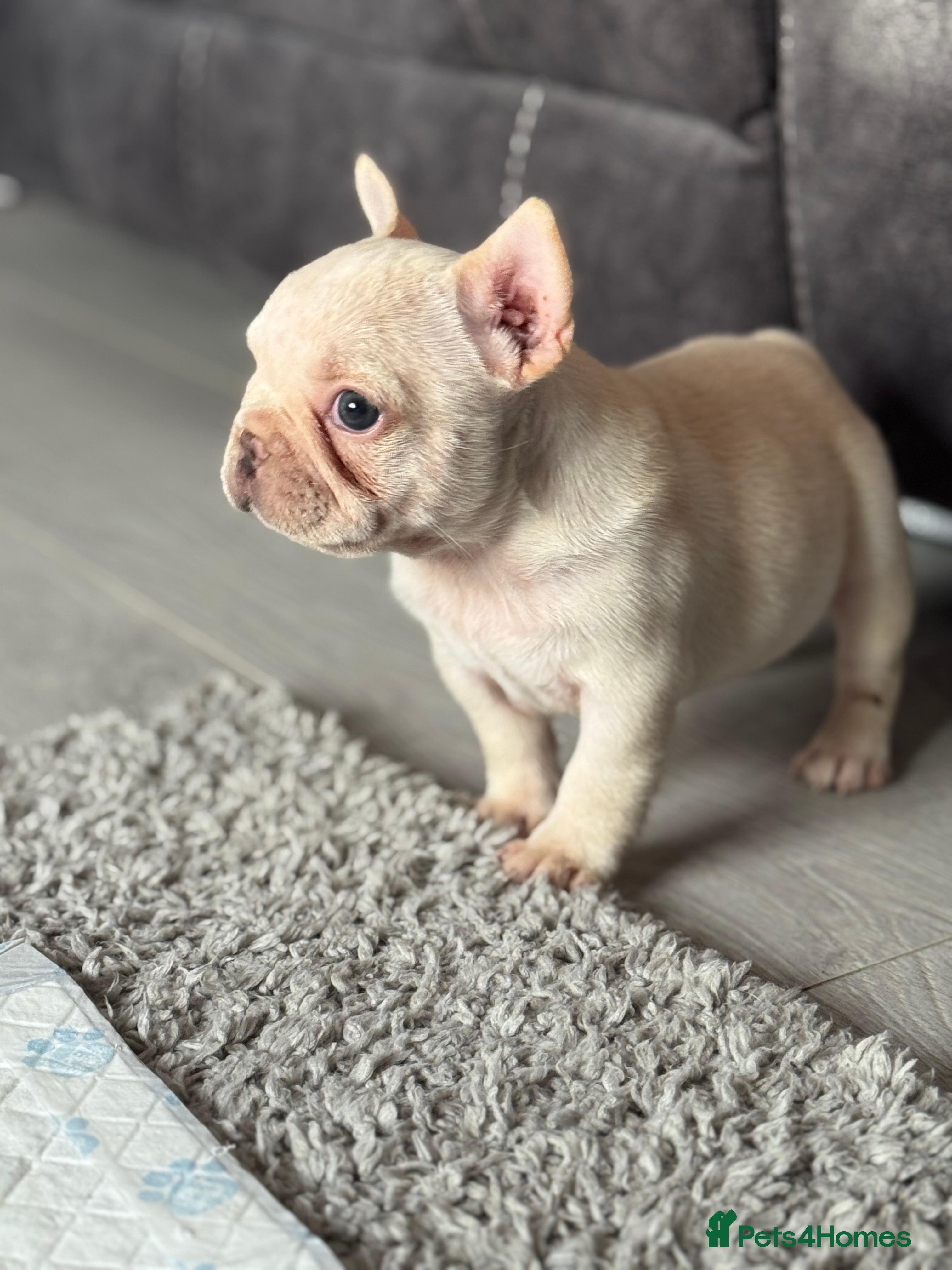 French Bulldog dogs Lilac & tan platinum wrapped in cream pink   - Advert 2
