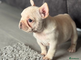 French Bulldog dogs Lilac & tan platinum wrapped in cream pink - Advert 2
