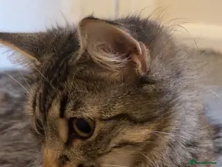 Mixed Breed cats 8 kittens for rehoming💗💙🐾 - Advert 1