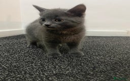 British Shorthair cats for sale: Brittish Shorthair Crossbreed Kittens  - Image 9