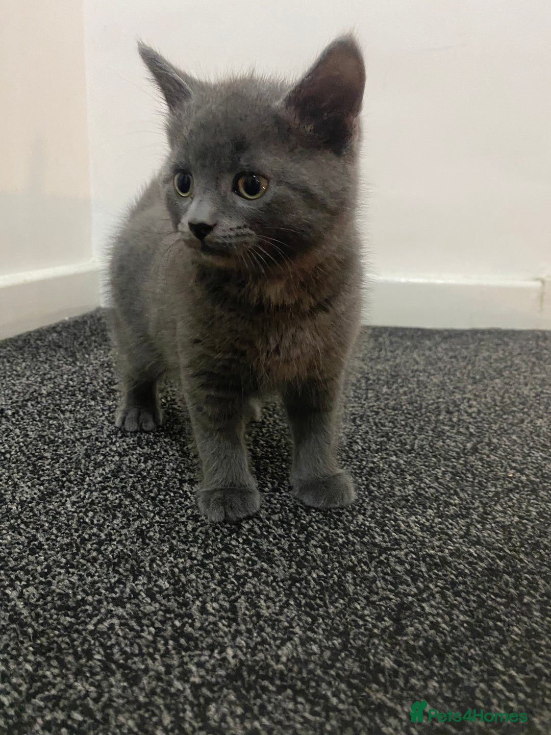 British Shorthair cats for sale: Brittish Shorthair Crossbreed Kittens  - Image 9