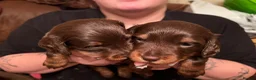 Miniature Dachshund dogs for sale: kc mini dachshund pups READY NOW - Advert 19