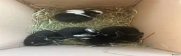 Mini Lop rabbits for sale: Mini lip rabbits  - Advert 7