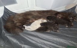 Persian cats for sale: READY NOW!! Exquisite Persian Kittens - Image 3