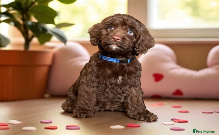Cockapoo dogs - Advert 2