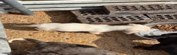 Dachshund dogs for sale: Dachshund puppies  - Advert 6