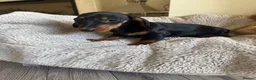 Miniature Dachshund dogs for sale: Miniature dachshund  - Advert 5