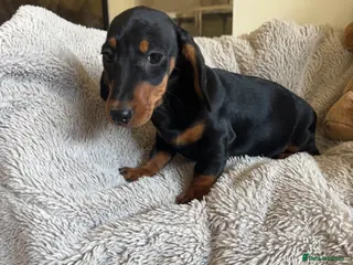 Miniature Dachshund dogs Miniature dachshund - Advert 14