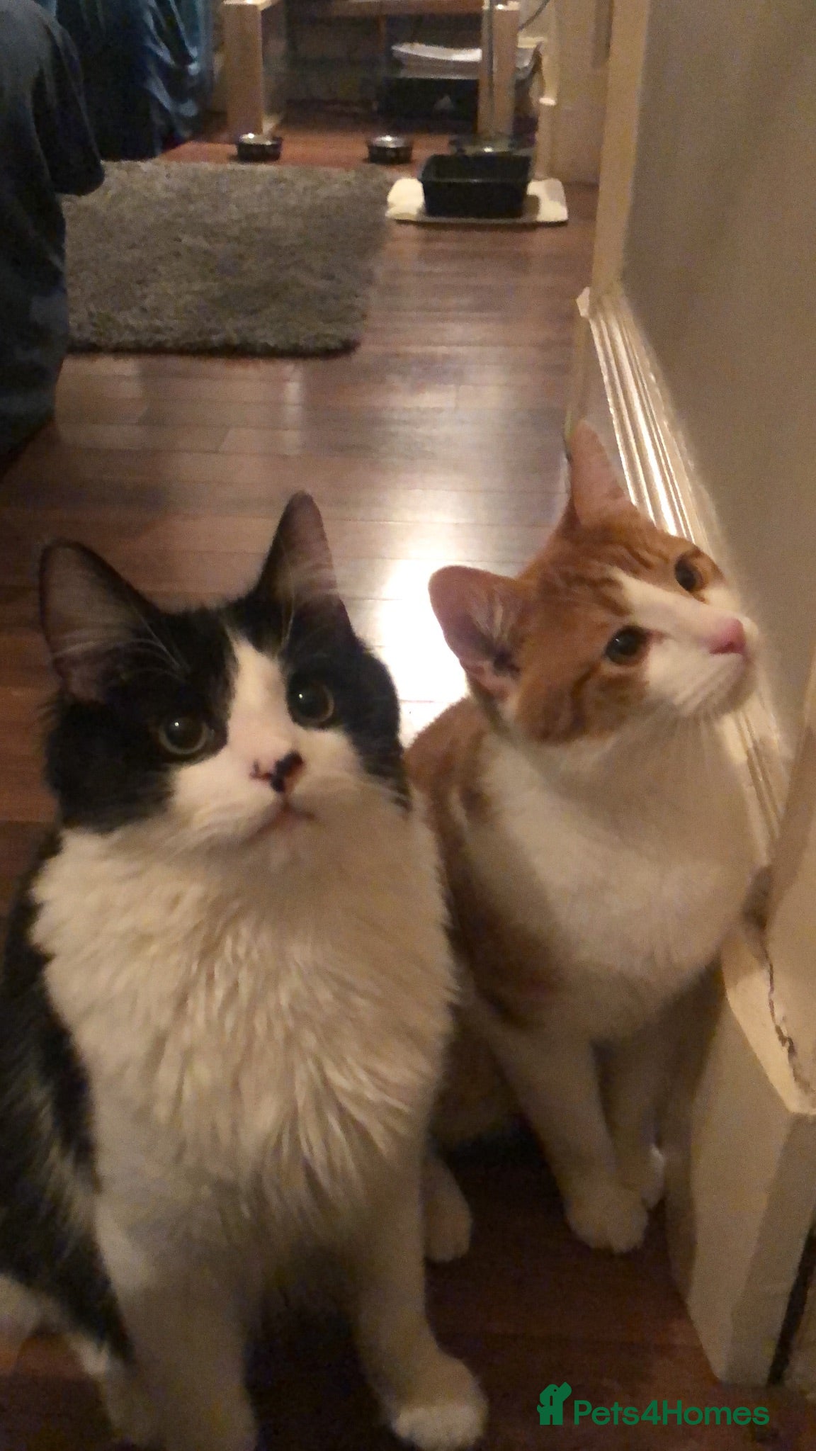 Mixed Breed cats Indoor brothers - Advert 10