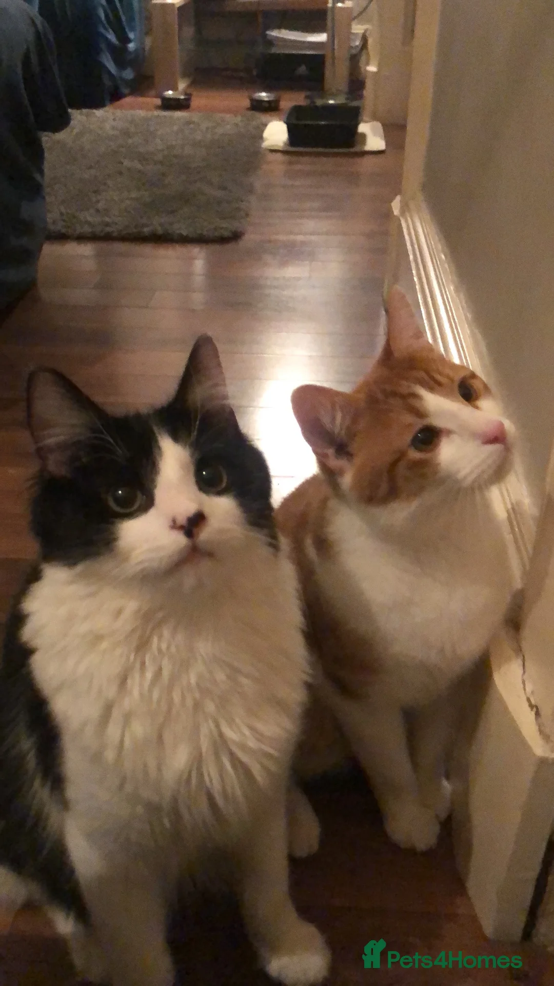 Mixed Breed cats for sale: Indoor brothers in Kilmarnock - Advert 1