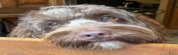 Australian Labradoodle dogs for sale:     🐾 Adorable Australian Labradoodle Puppies  - Advert 6