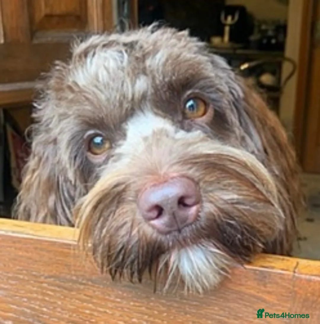 Australian Labradoodle dogs for sale:     🐾 Adorable Australian Labradoodle Puppies  - Advert 6