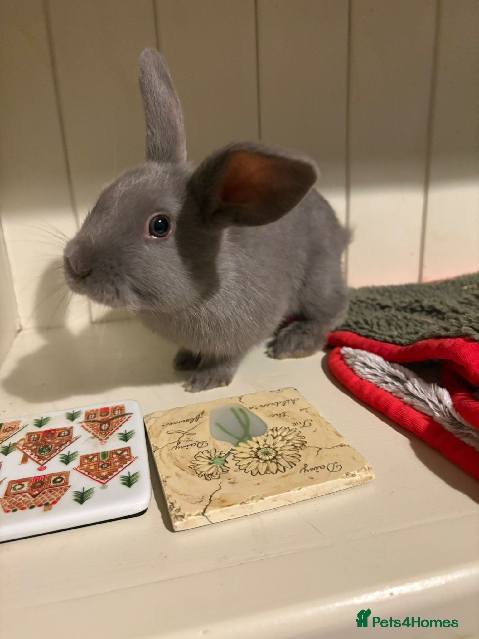 Mini Lop rabbits Cute, friendly, pure bred mini lops - Advert 8