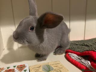 Mini Lop rabbits Cute, friendly, pure bred mini lops - Advert 3