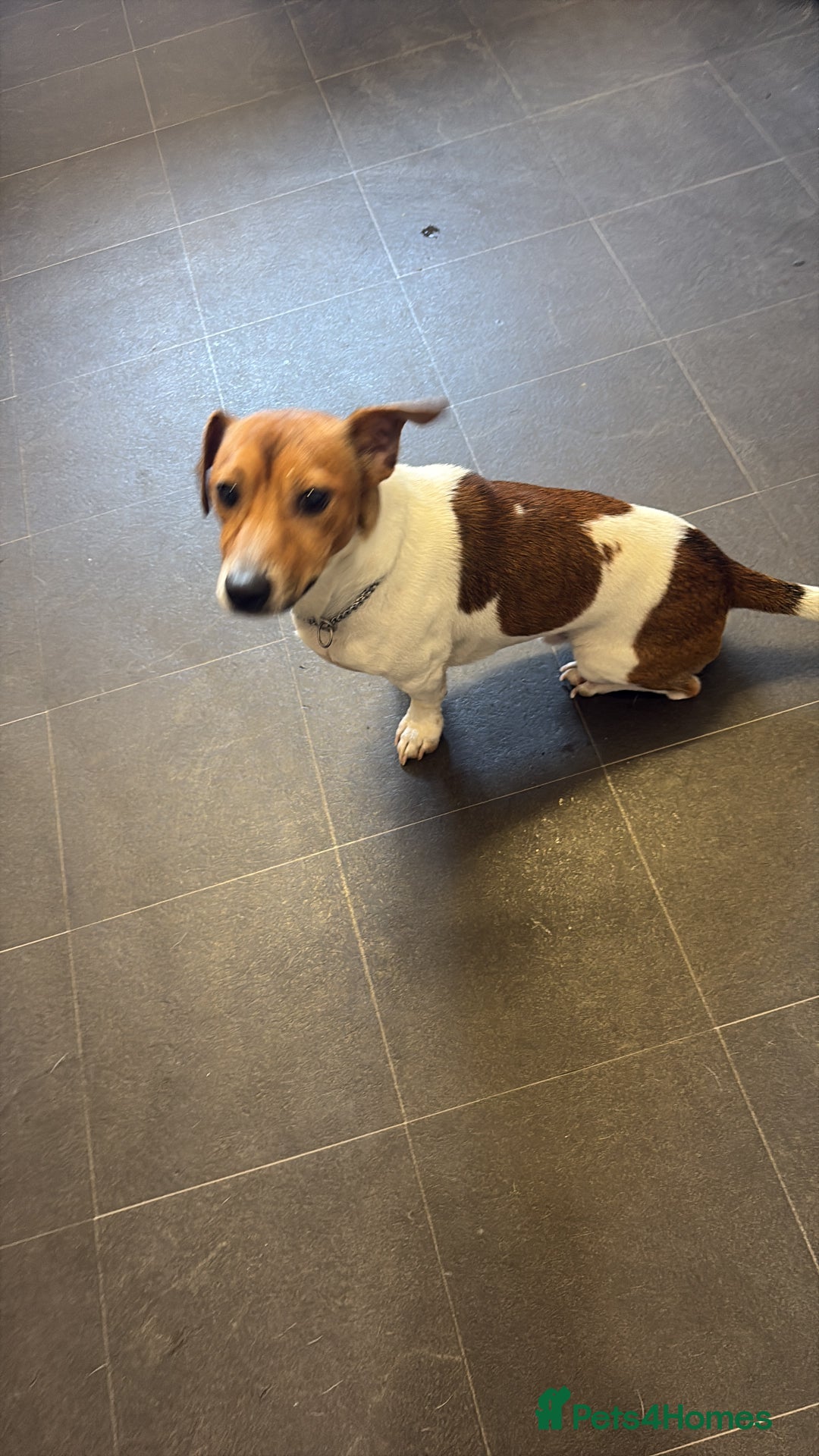 Jack Russell dogs for sale: Year old male Jack Russell - Advert 2