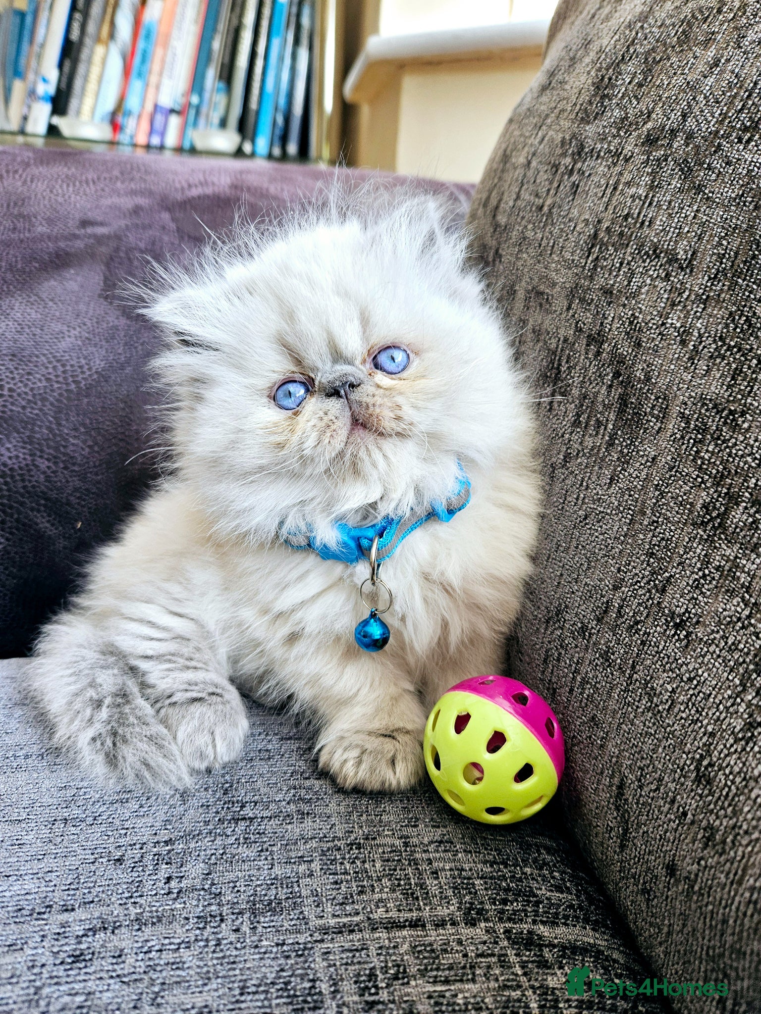 Persian cats 😻Stunning Pedigree Persian Kittens😻  - Advert 1
