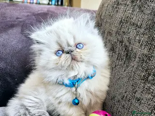 Persian cats 😻Stunning Pedigree Persian Kittens😻 - Advert 1