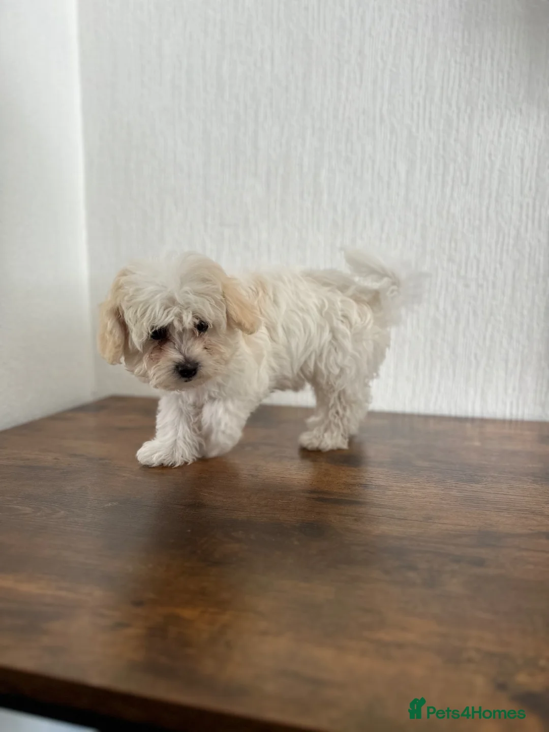 Bichon Frise dogs for sale: 8 weeks Bichon puppy’s available - Advert 2