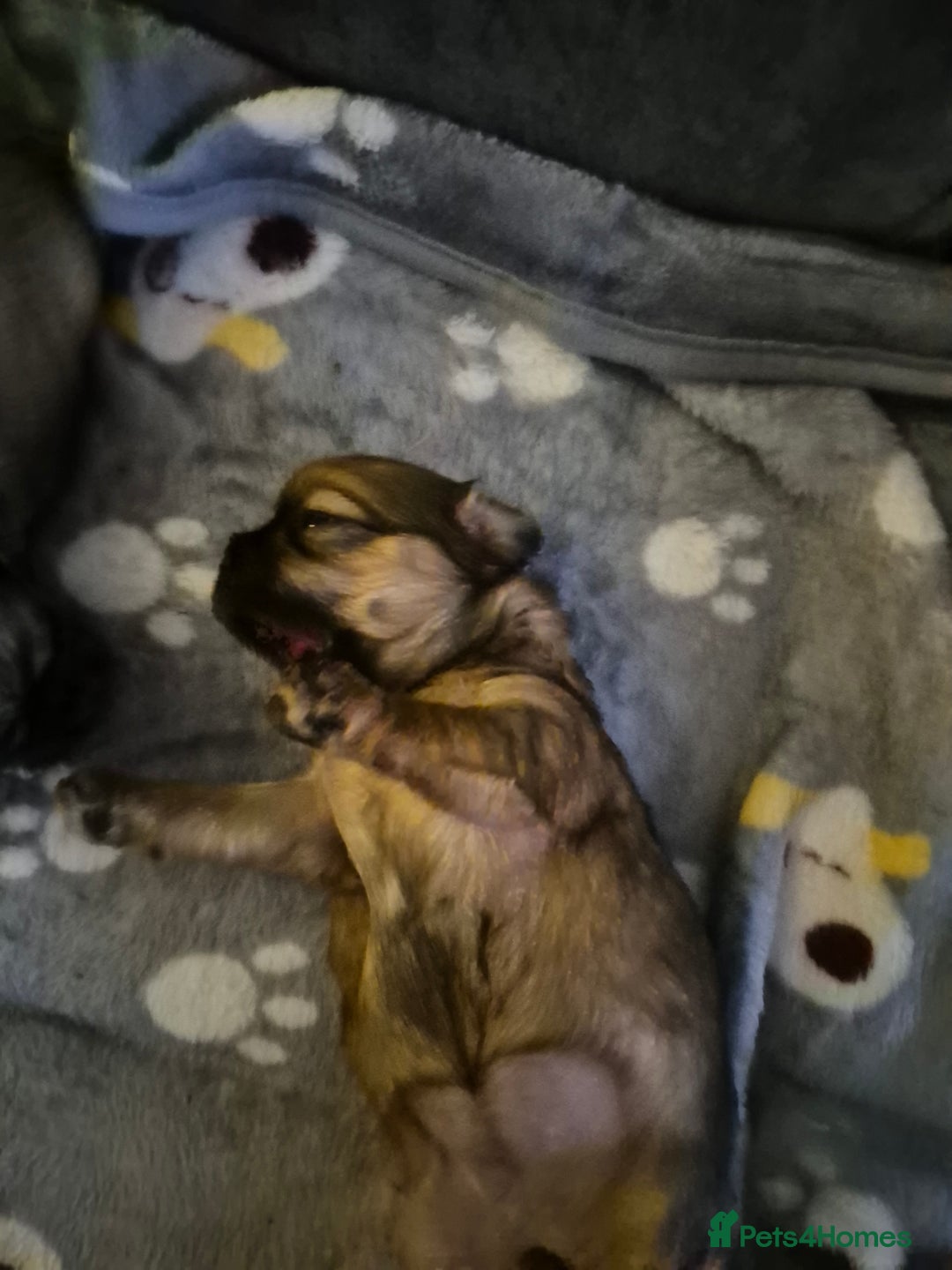 Malshi dogs for sale: 5 beautiful puppies  - Advert 10