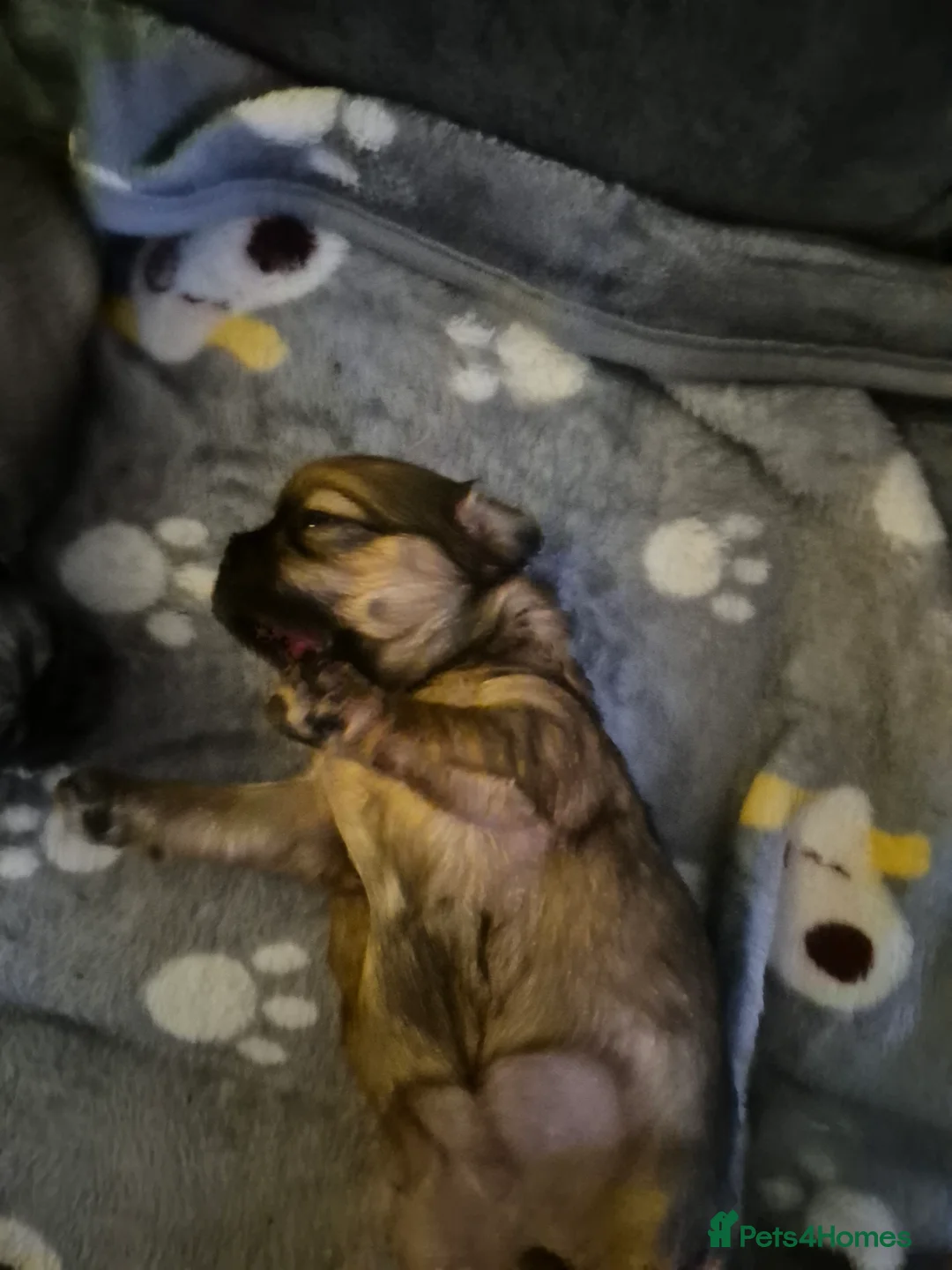 Malshi dogs for sale: 5 beautiful puppies, all been reserved now  - Advert 14