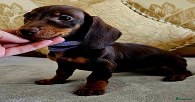 Dachshund dogs - Advert 2