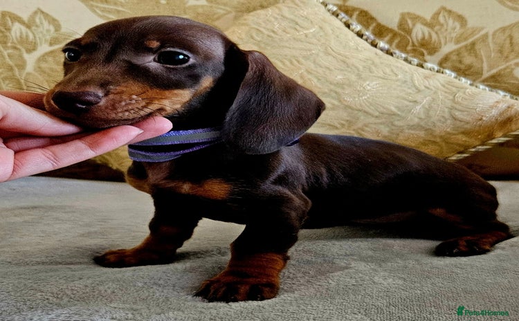 Dachshund dogs - Advert 9