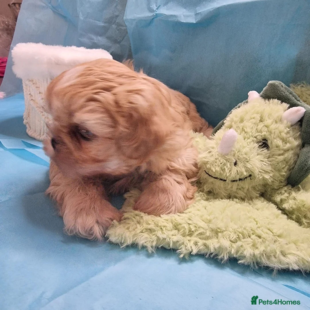 Shih Tzu dogs for sale: Kc reg Stunning small baby boys/girl - Advert 2