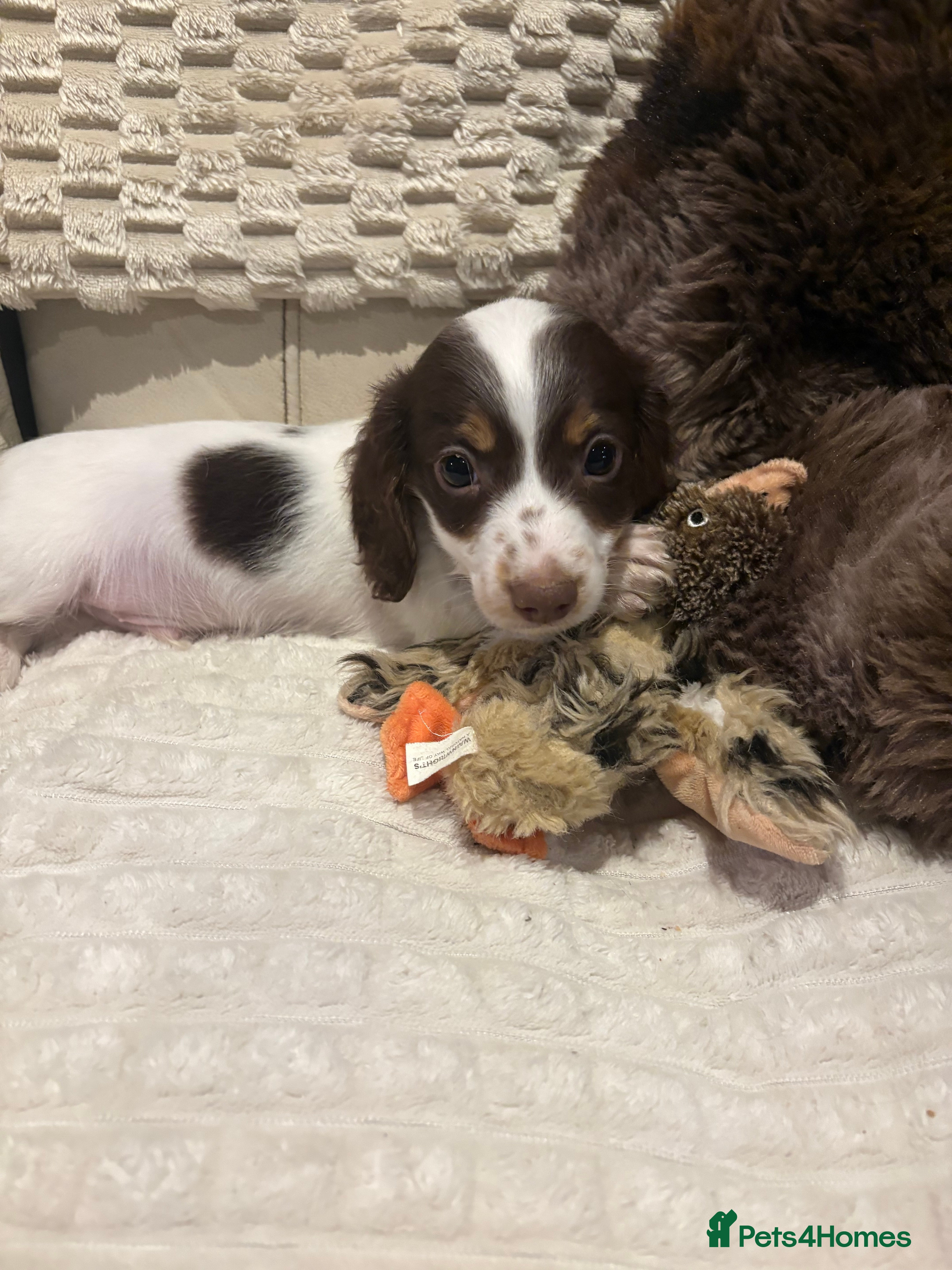 Dachshund dogs 💥 Ready now Miniature long haired dachshunds 💥 - Advert 5