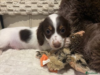 Dachshund dogs 💥 Ready now Miniature long haired dachshunds 💥 - Advert 5