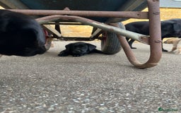 Labrador Retriever dogs for sale: Two Labrador Dog Puppies - black - Image 3