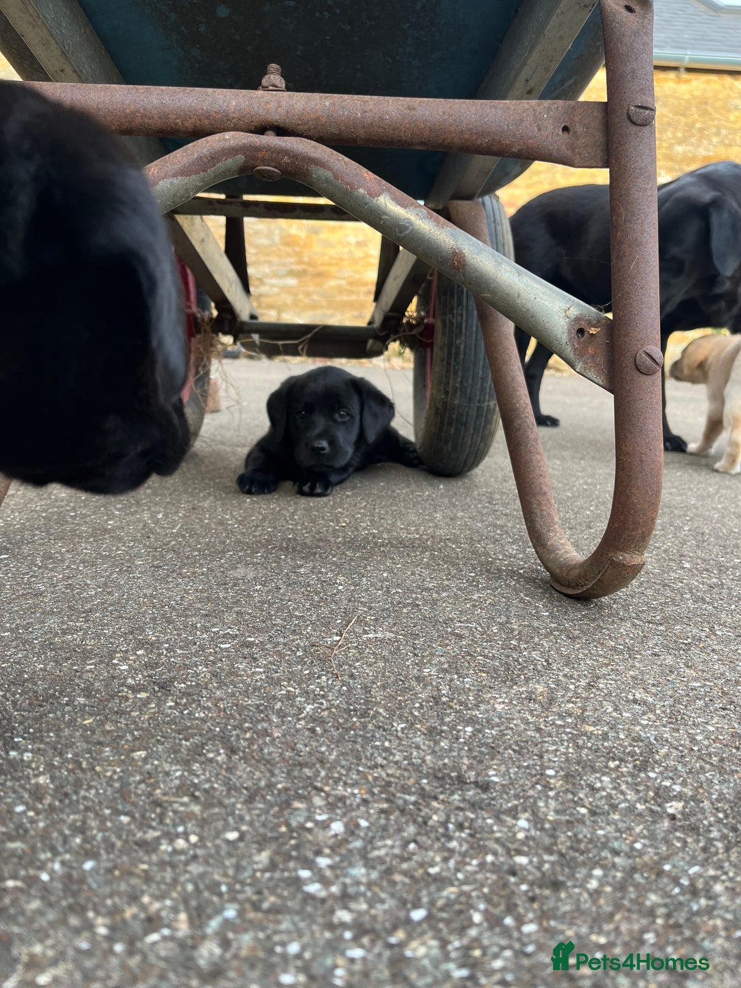 Labrador Retriever dogs for sale: Two Labrador Dog Puppies - black - Image 3