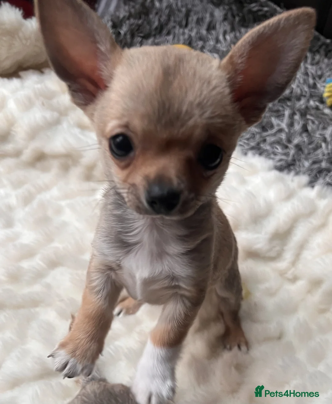 Chihuahua dogs for sale: Beautiful KC Chihuahua Pup - Top Show Lines - Advert 3