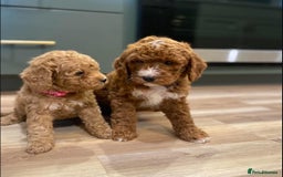 Goldendoodle dogs for sale: Beautiful GoldenDoodle Puppies Ready This Weekend! - Image 21