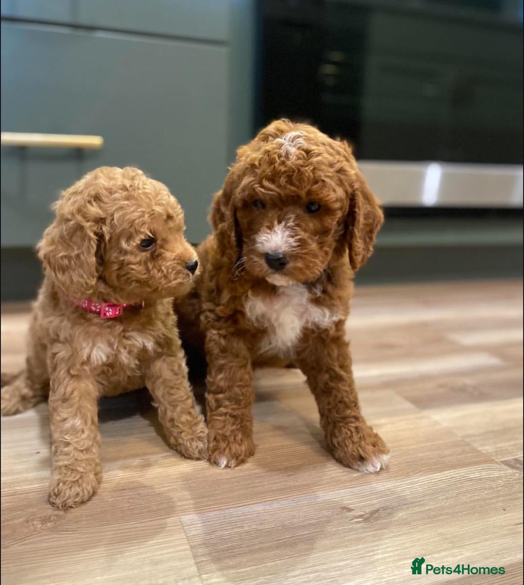 Goldendoodle dogs for sale: Beautiful GoldenDoodle Puppies Ready This Weekend! - Image 21