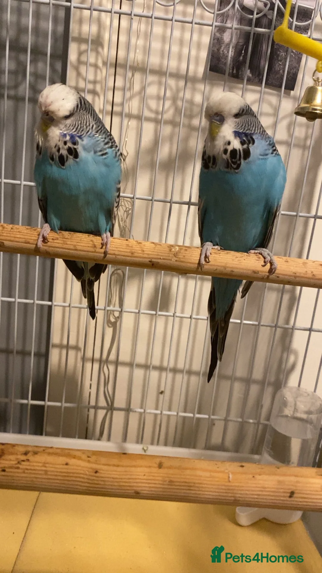 Budgerigars birds for sale: 2 male budgies  - Advert 8