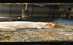 Lionhead rabbits for sale: Lion head rabbit  - Image 5