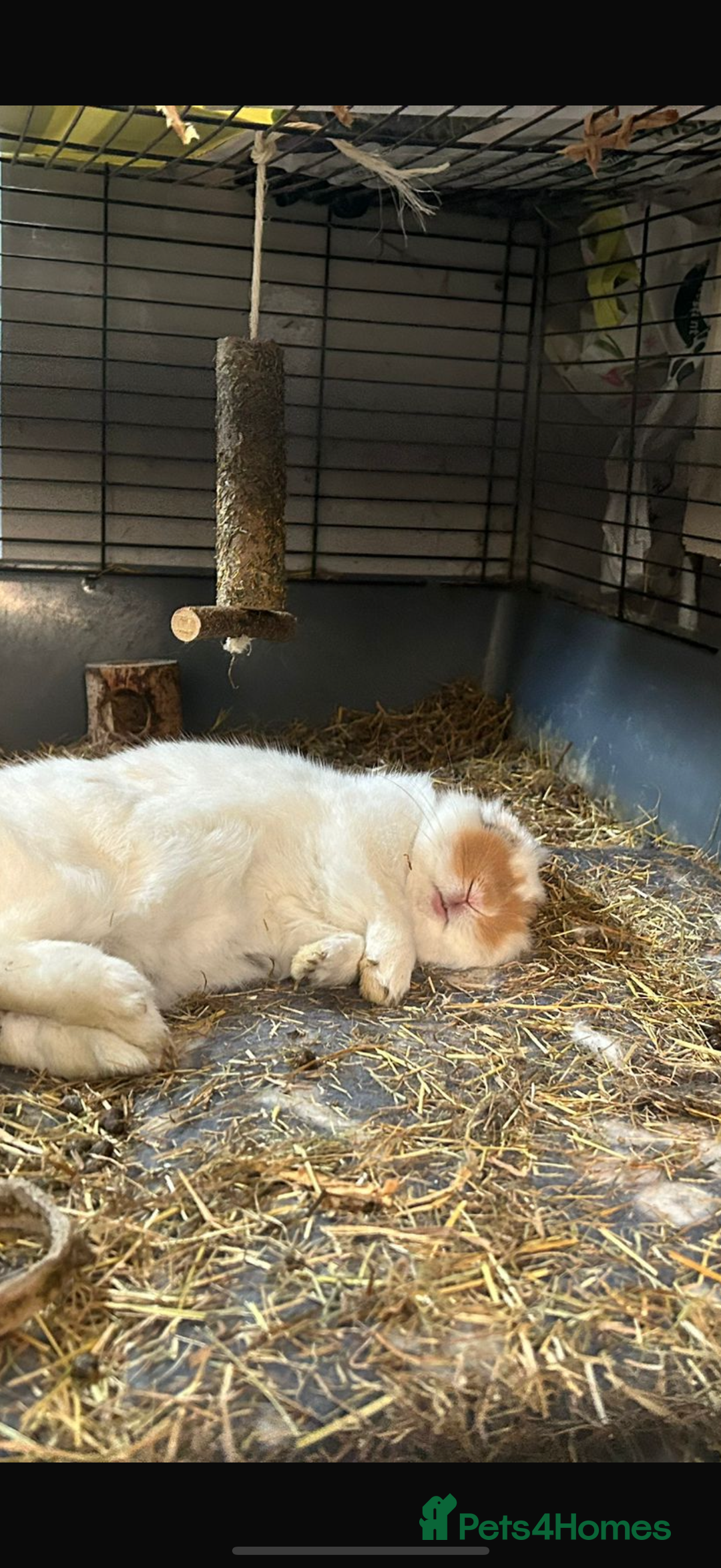 Lionhead rabbits for sale: Lion head rabbit  - Image 5