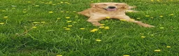 Golden Retriever dogs for sale: Golden Retriever Puppies for Sale / READY NOW!!!! - Advert 10