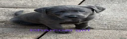 Labrador Retriever dogs for sale: Gorgeous, Chunky KC Labs - Advert 14