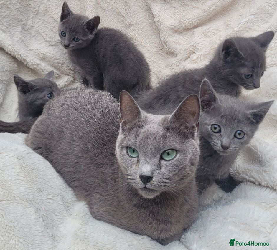 Russian Blue cats Russian Blue Kittens for sale - Advert 2