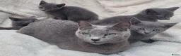 Russian Blue cats for sale: Russian Blue Kittens for sale - Advert 1