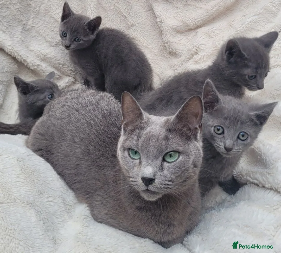 Russian Blue cats for sale: Russian Blue Kittens for sale - Advert 1