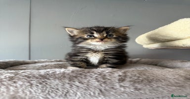 Maine Coon cats - Advert 3