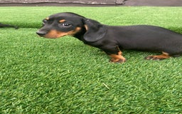 Miniature Dachshund dogs for sale: 4 adorable miniature dachshund puppies  - Image 38