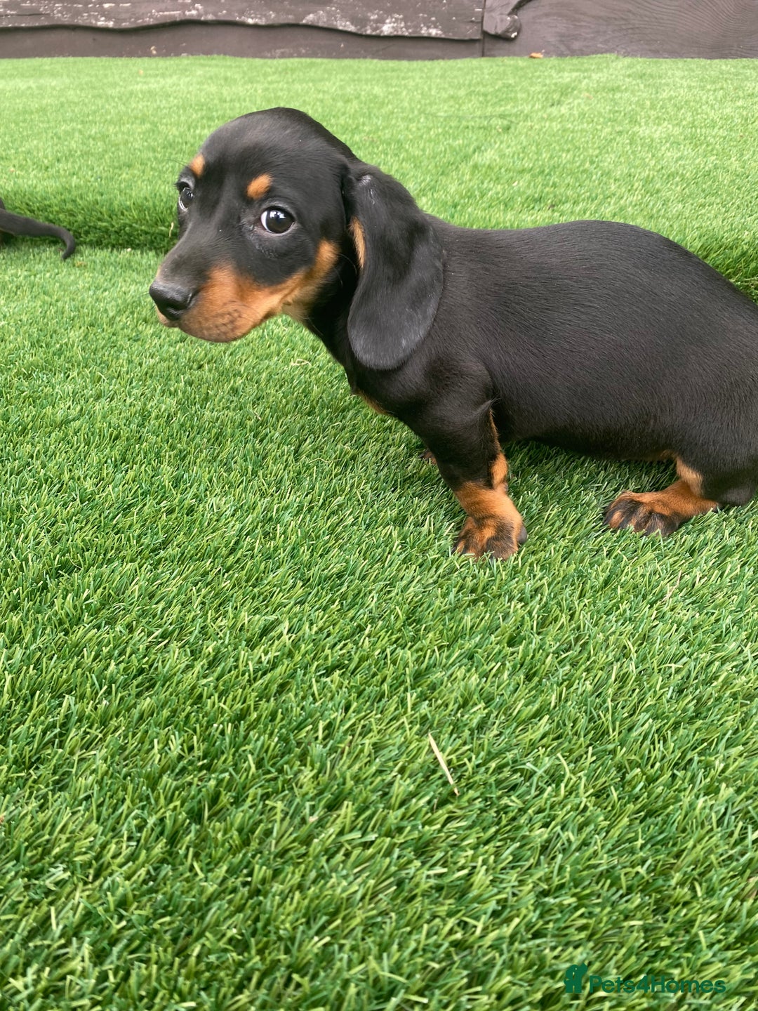 Miniature Dachshund dogs for sale: 4 adorable miniature dachshund puppies  - Image 38