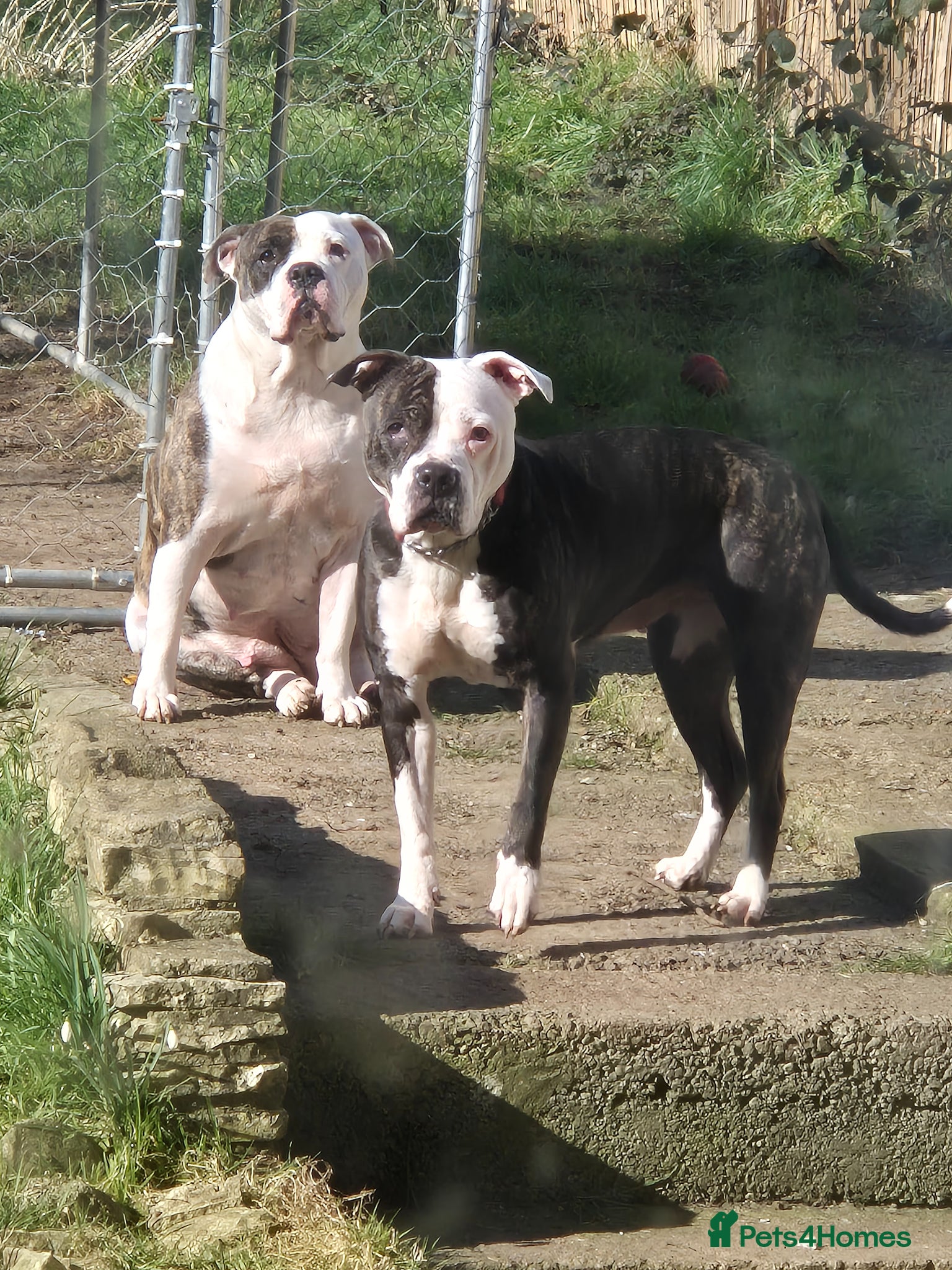 Mixed Breed dogs 3 handsome bullweiller's left from a litter of 10 - Advert 2