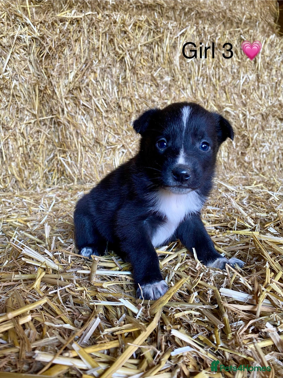 Border Collie dogs for sale: Border Collie Puppies - Advert 6