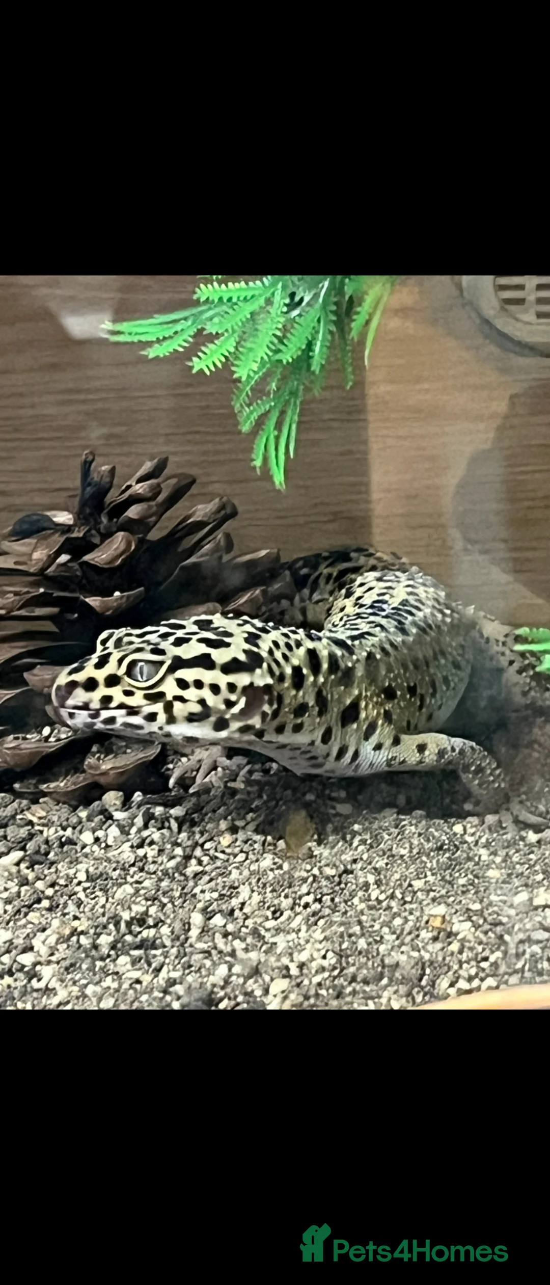 Leopard Gecko reptiles for sale: Leopard gecko  - Advert 1