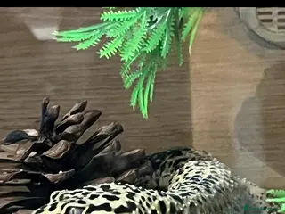 Leopard Gecko reptiles Leopard gecko - Advert 1